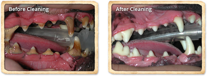 Before and After Dental Cleaning