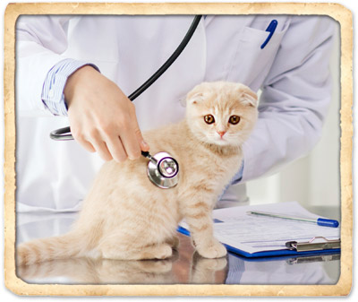 kitten/puppy care in indian harbour beach