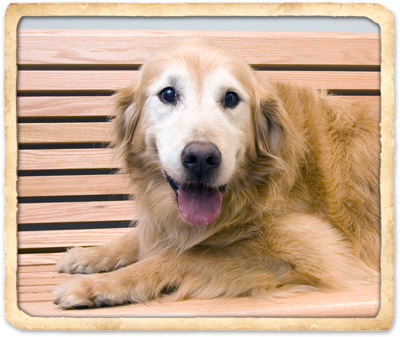 senior pet care in indian harbour beach