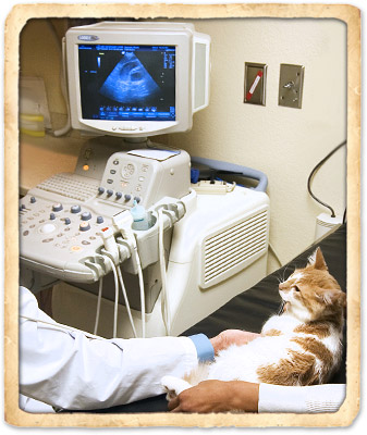 Ultrasound for Pets