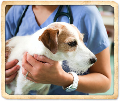 indian harbour beach pet vaccinations